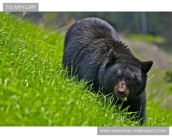 黑熊袭人致命，如何防范城市野兽来袭？，黑熊袭击人类视频